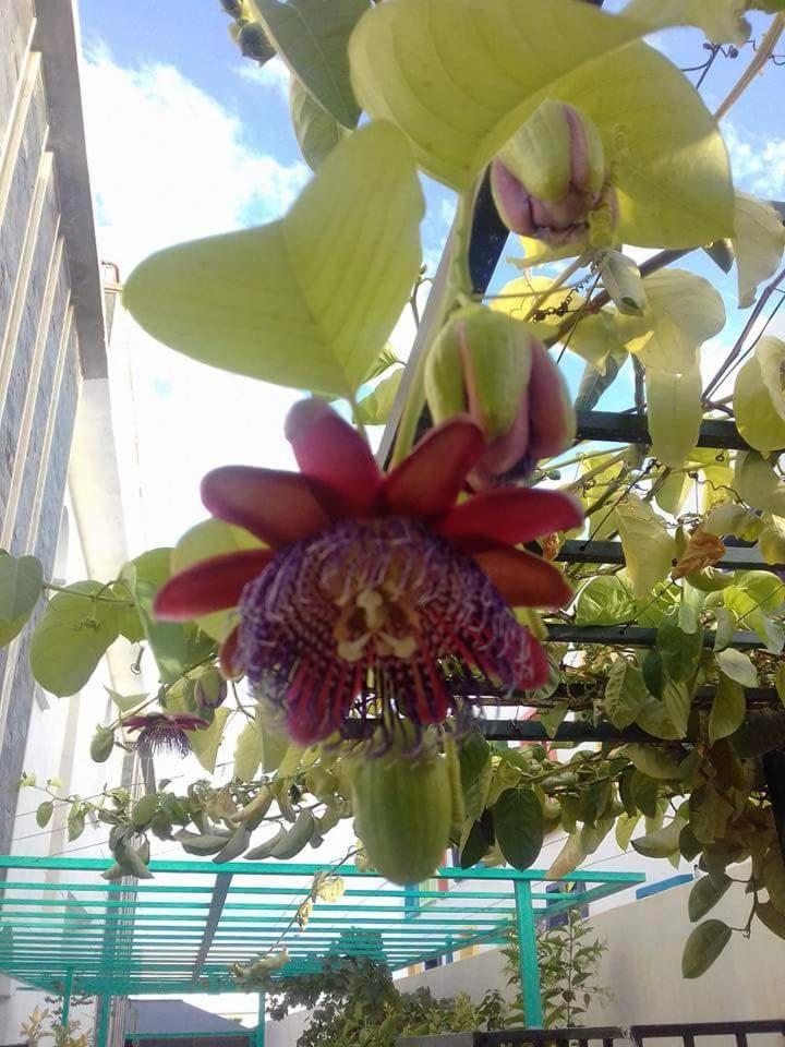 Riad Passiflora Фес Номер фото